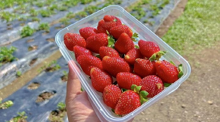 La Presa Strawberry Farm