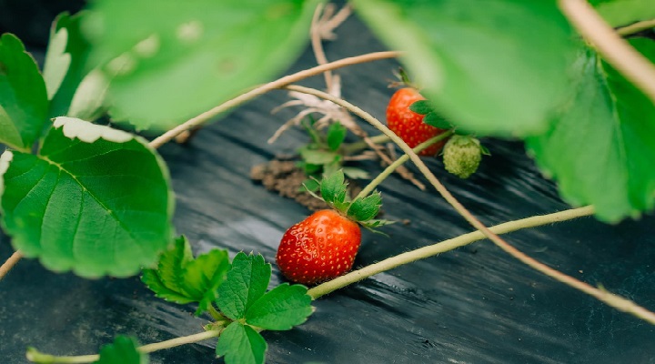 La Presa Strawberry Farm