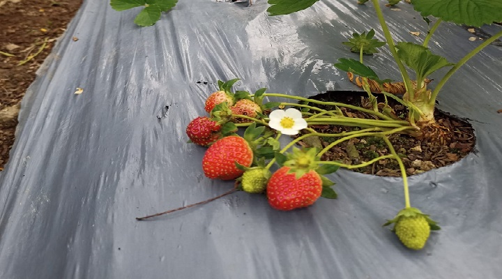 La Presa Strawberry Farm
